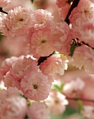 Rosa Blüten eines chinesischen Kirschbaums