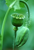 Poppy seed capsules and unopened poppy flower
