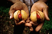 Hände halten zwei geöffnete Muskatfrüchte (mit Muskatnüssen)
