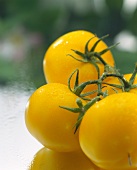 Yellow tomatoes on the vine with drops of water