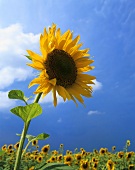 Sonnenblume ragt aus Sonnenblumenfeld