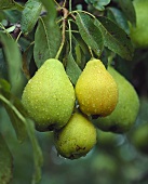 Pears with drops of water on the tree