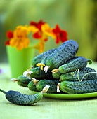 Plate of fresh pickling cucumbers on a table