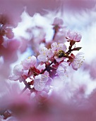 Branch of flowering cherry tree (soft-focus lens)