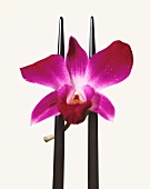 Lila Orchideenblüte auf Essstäbchen, weisser Hintergrund