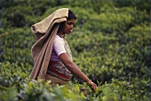 Frau bei der Teeernte (Indien)