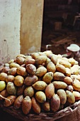 Betelnüsse (Arecanut; bot. Areca catechu, Alleppey, Indien)
