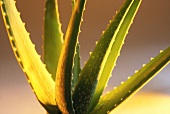 Aloe vera plant (Lily family, Liliaceae)