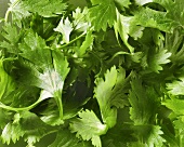 Parsley (filling the picture)