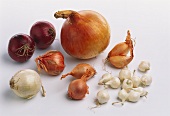 Still Life of Several Assorted Onions