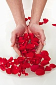 Hände baden in Wasserschale voller Rosenblätter