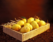 Mehrere Mangos der Sorte 'Alphonso' in einer Steige
