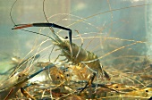 Several giant river prawns in tank of water