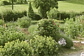 Blick in einen Garten mit verschiedenen Heilpflanzen