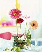 Gerberas, upright and floating in a glass container