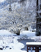 Snowy garden