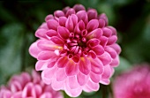 Pink dahlia