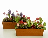 Terracotta containers with spring flowers