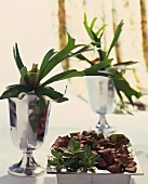 Staghorn fern in silver goblet and Fittonias