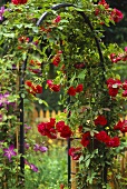 Rose arch with red roses in garden