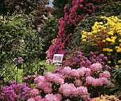 Garten mit Azaleen, Rhododendron und Rosenbogen