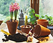 Planting hyacinth bulbs: soil, trowel etc.