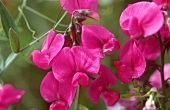 Pink sweet peas