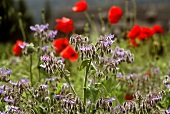 Poppies and borage in the open air