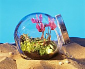 Bottle garden with cyclamen