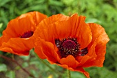 Red oriental poppies