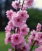 Branch of pink cherry blossom (close-up)
