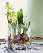 Forced hyacinths in glass container with pebbles