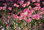 Pink and dark red tulips in open air