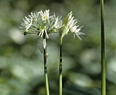 Ramsons (wild garlic) flower in close-up