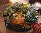 Basket of Sempervivum, Senecio, ornamental cabbage & pumpkin