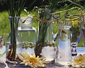 Wasserpflanzen in dekorativen Gläsern und Vasen