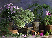 Various scented geraniums and fragrant culinary herbs