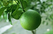Unripe (green) tangerine on the tree