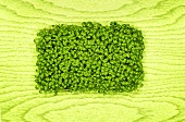 Cress on green background