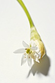 A ramsons (wild garlic) flower