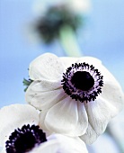 Two white anemone flowers