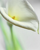 A white Calla lily