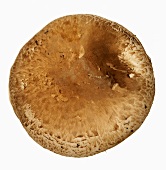 The cap of a forest mushroom