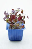 Red Daikon cress in plastic punnet