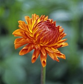 An orange dahlia