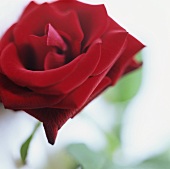 A red rose (close-up)