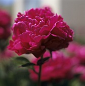 A carnation