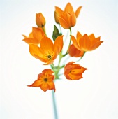 Star of Bethlehem (Ornithogalum, orange)