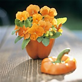 Orange horned violets in a pepper