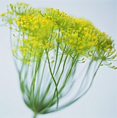 Dill